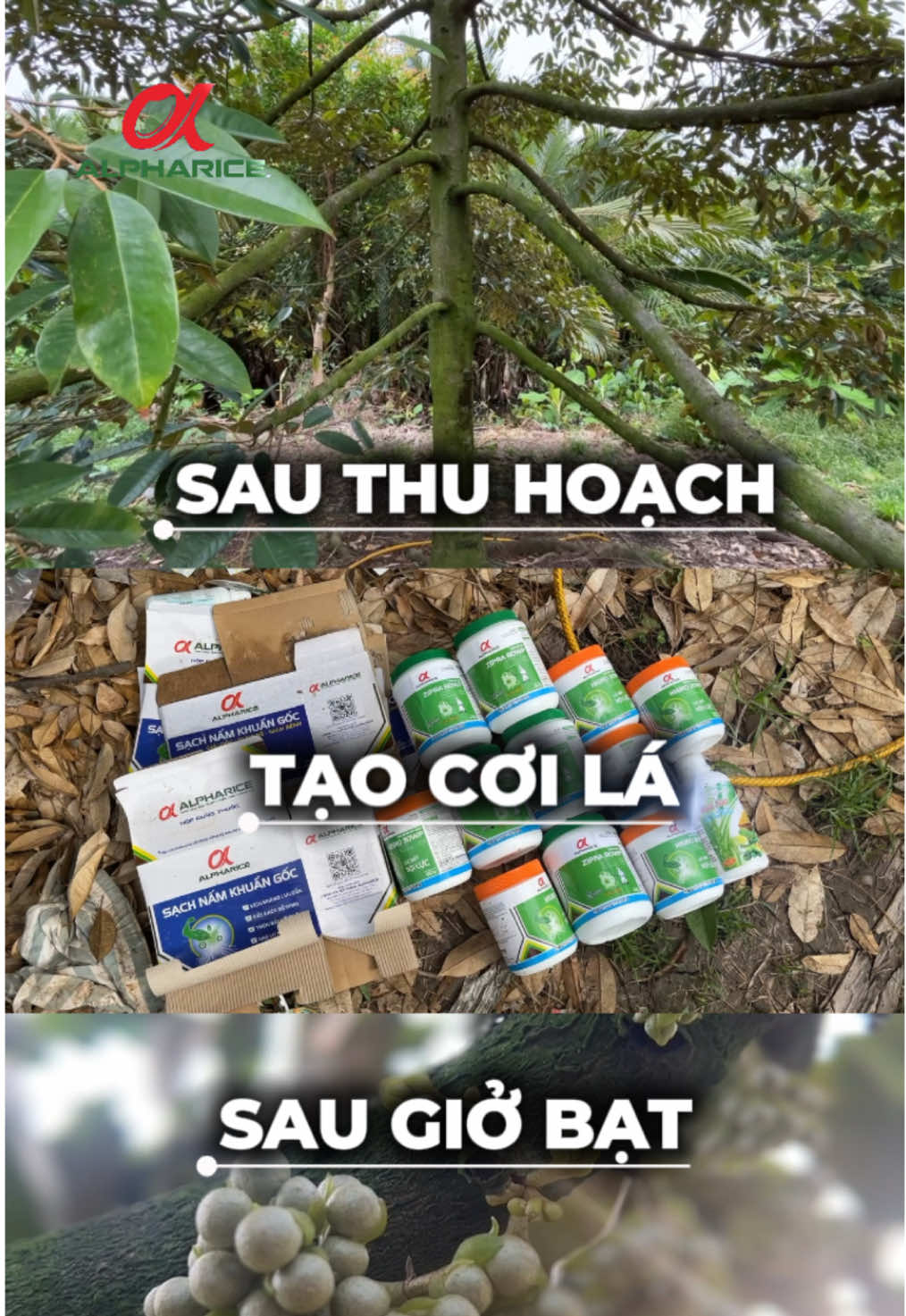 Bà con tưới gì sau giở bạt?