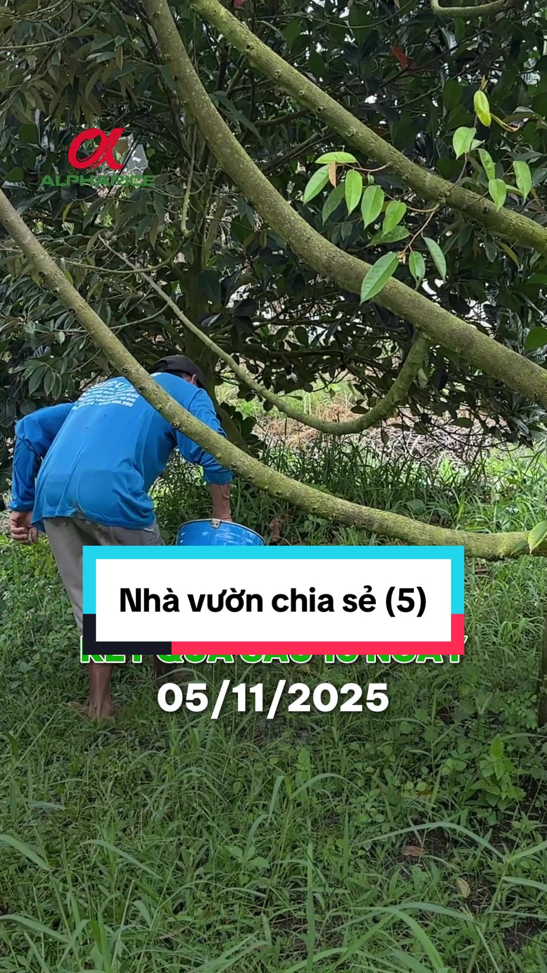 Tưới bộ này rễ ra là đọt tự xì liền, khỏi kéo đọt luôn