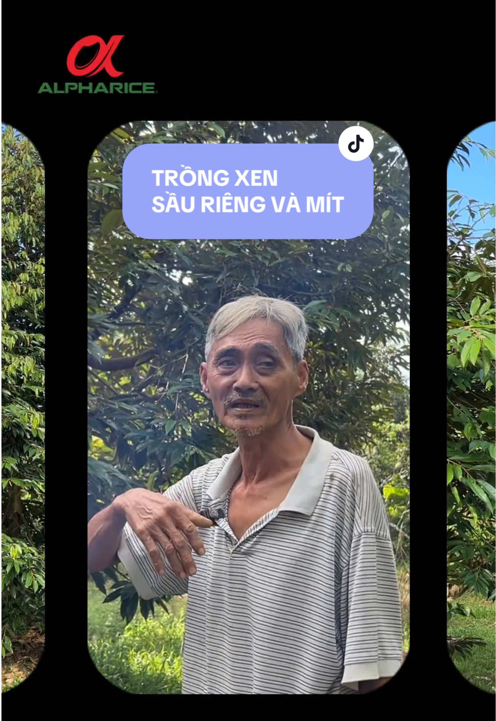 Chủ đề trồng xen cây gì với Sầu Riêng để mang lại kinh tế?