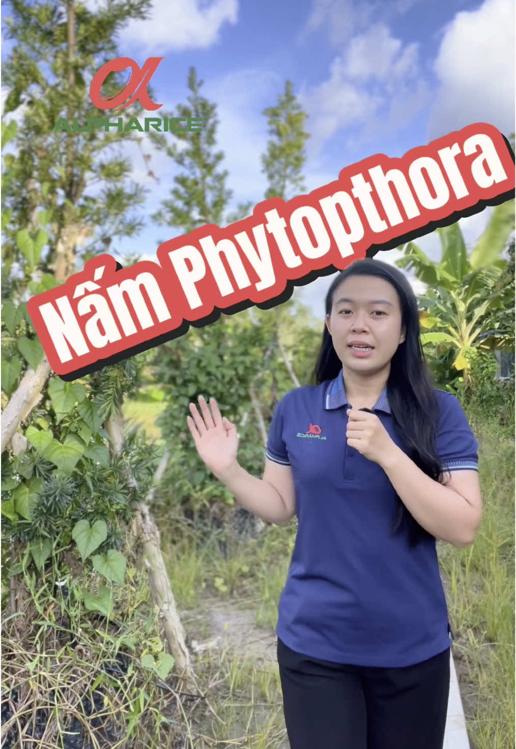 P1: Điểm qua 1 số bệnh do nấm #phytophthora biểu hiện thành bệnh trên cây Sầu Riêng