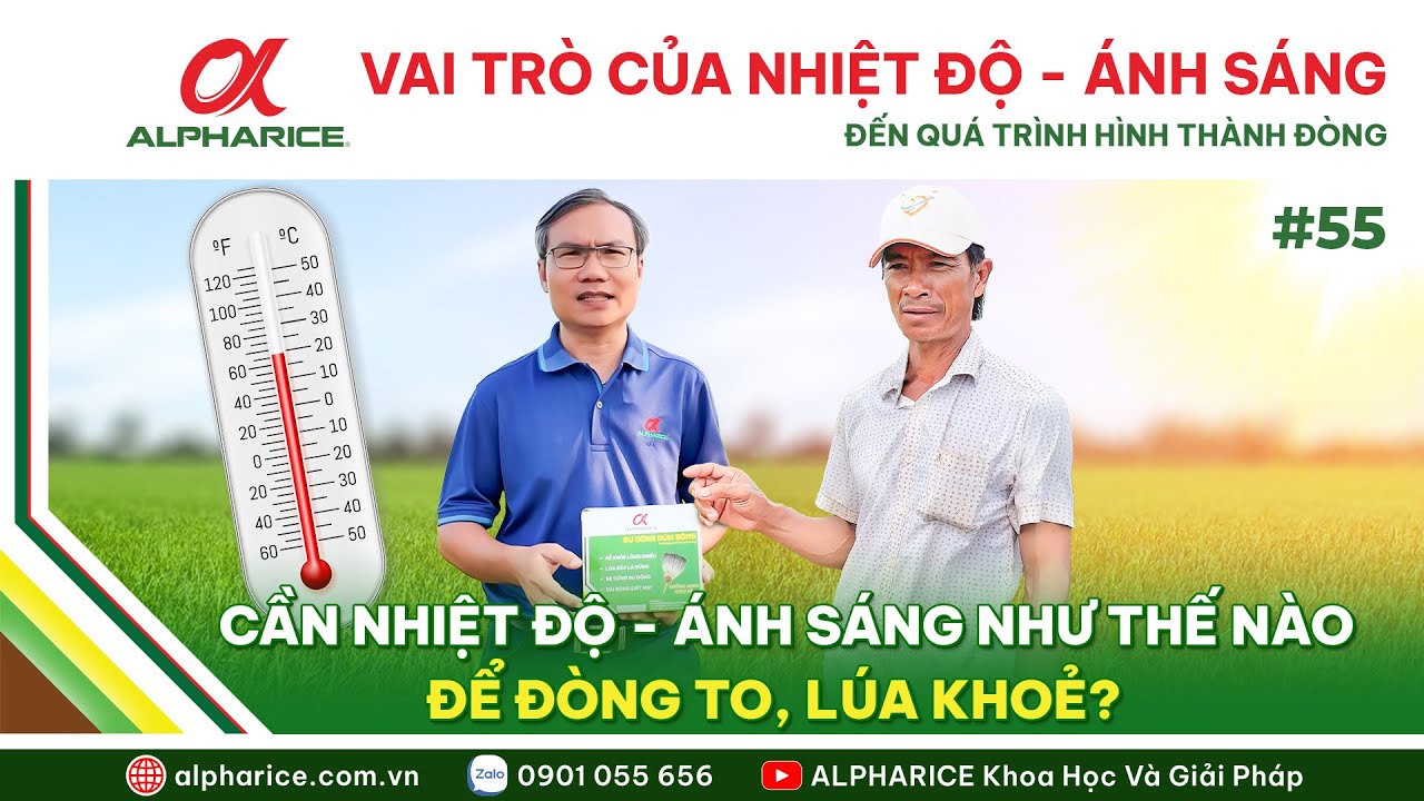 NHIỆT ĐỘ, ÁNH SÁNG CÓ VAI TRÒ NHƯ THẾ NÀO ĐẾN QUÁ TRÌNH HÌNH THÀNH ĐÒNG TRÊN CÂY LÚA?