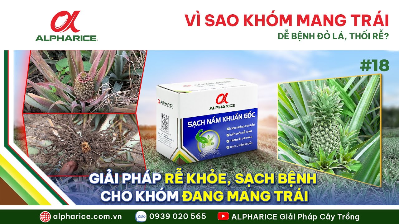 VÌ SAO KHÓM ĐANG MANG TRÁI DỄ BỆNH ĐỎ LÁ – THỐI RỄ?