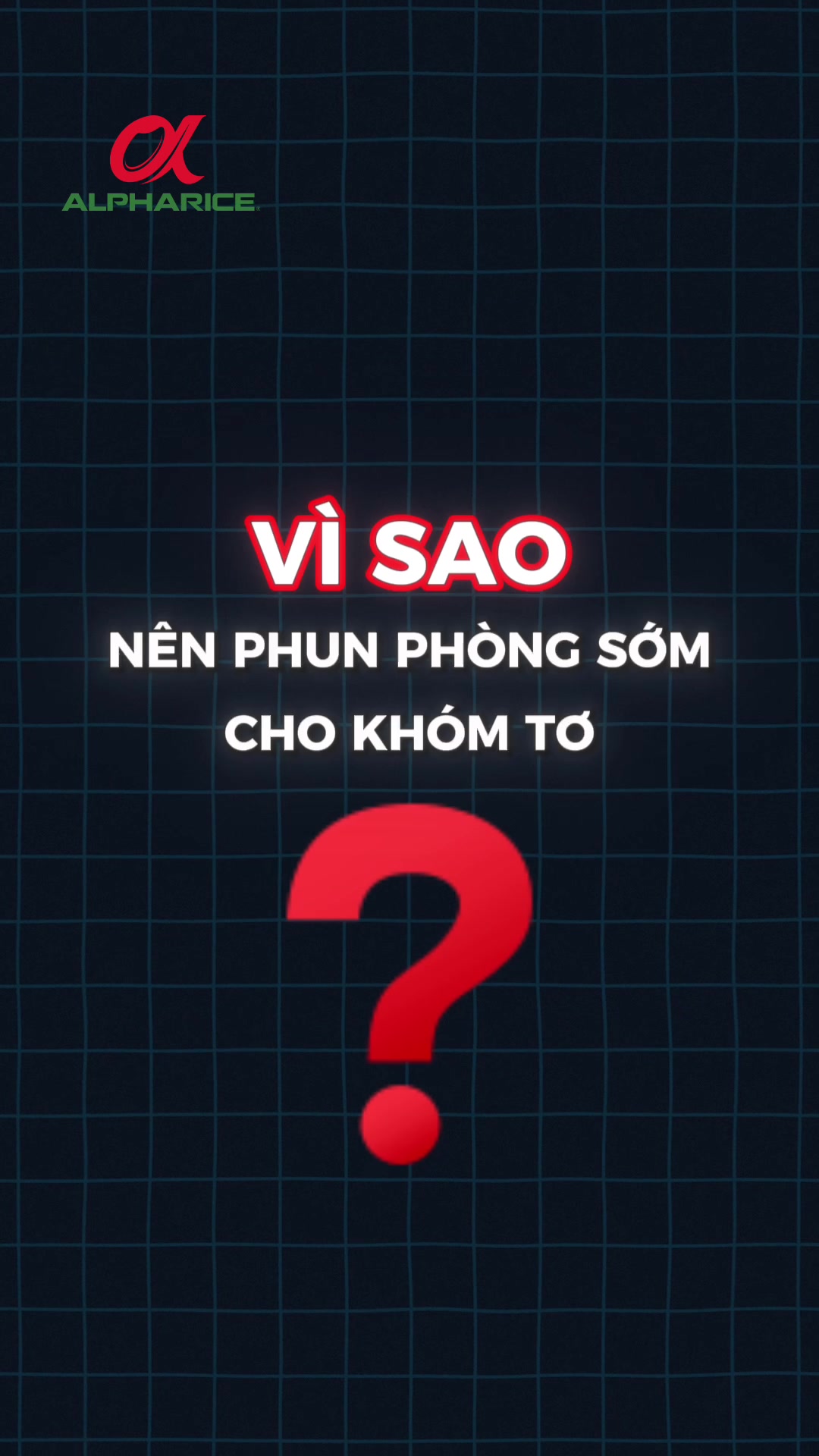 Vì sao nên phun phòng sớm cho khóm tơ?
