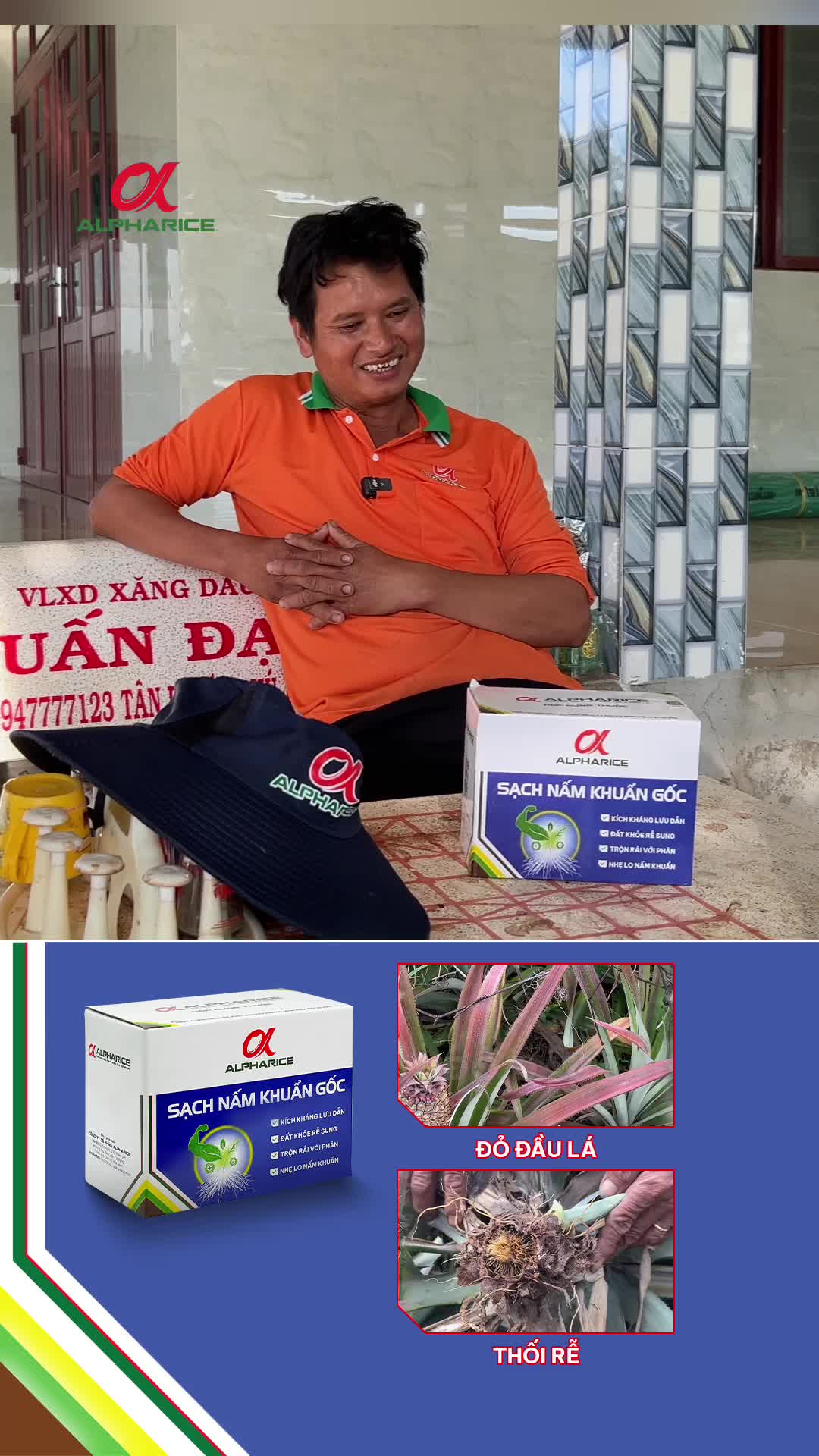 Giải pháp nghiên cứu tinh cây khóm Bệnh đỏ lá, thải rễ