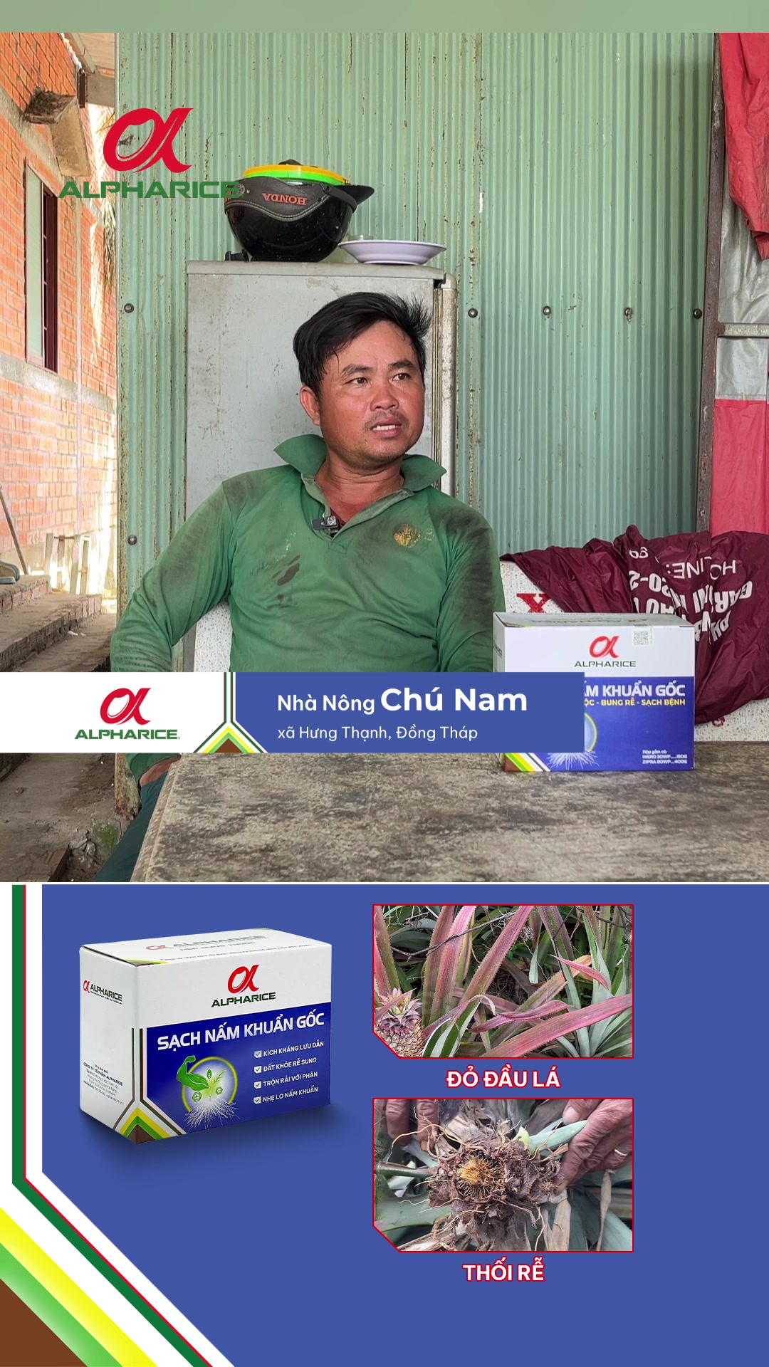 Thực tế ruộng khóm sau một thời gian xử lý nấm khuẩn vùng gốc rễ