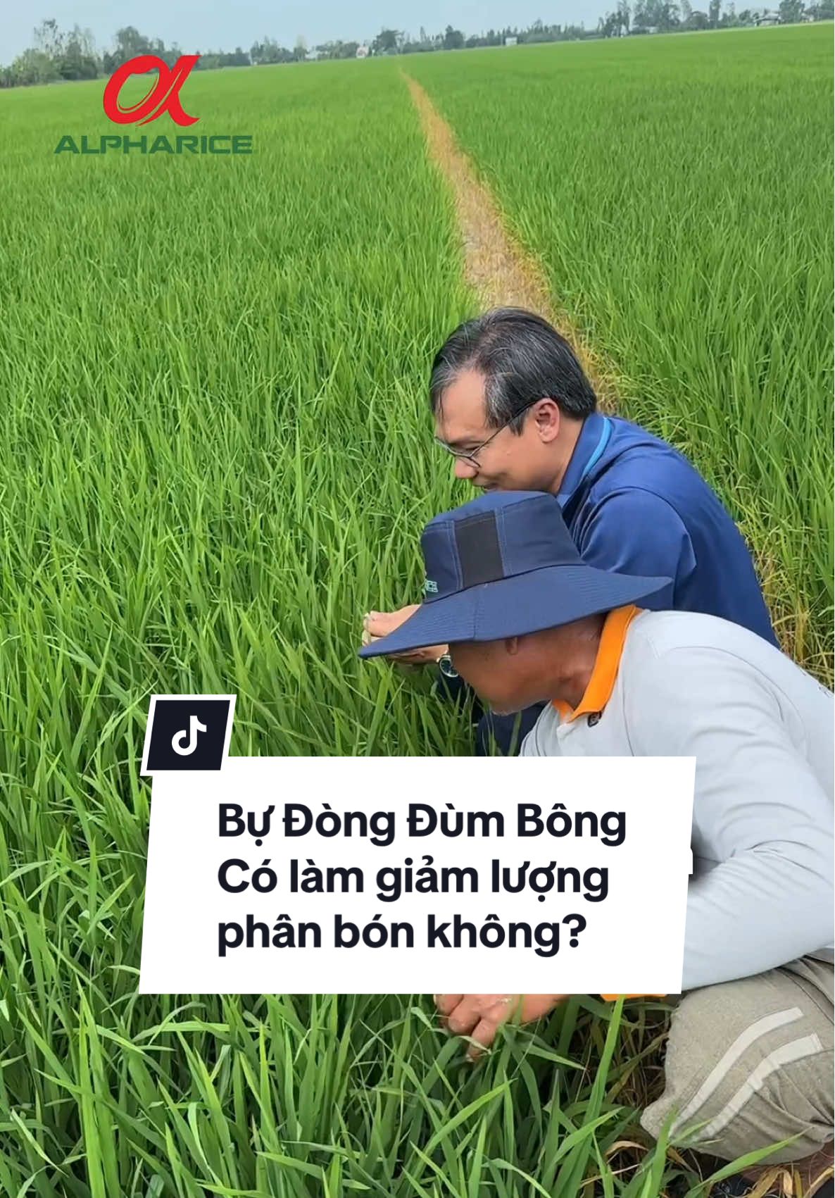 Trong canh tác lúa, giảm lượng phân bón hơn bình thường có được không?