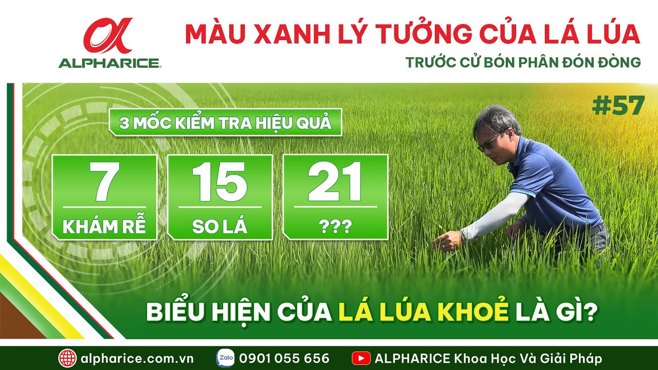 MÀU XANH NHƯ THẾ NÀO ĐƯỢC XEM LÀ MÀU XANH LÝ TƯỞNG CỦA LÁ LÚA TRƯỚC CỬ BÓN PHÂN ĐÓN ĐÒNG?