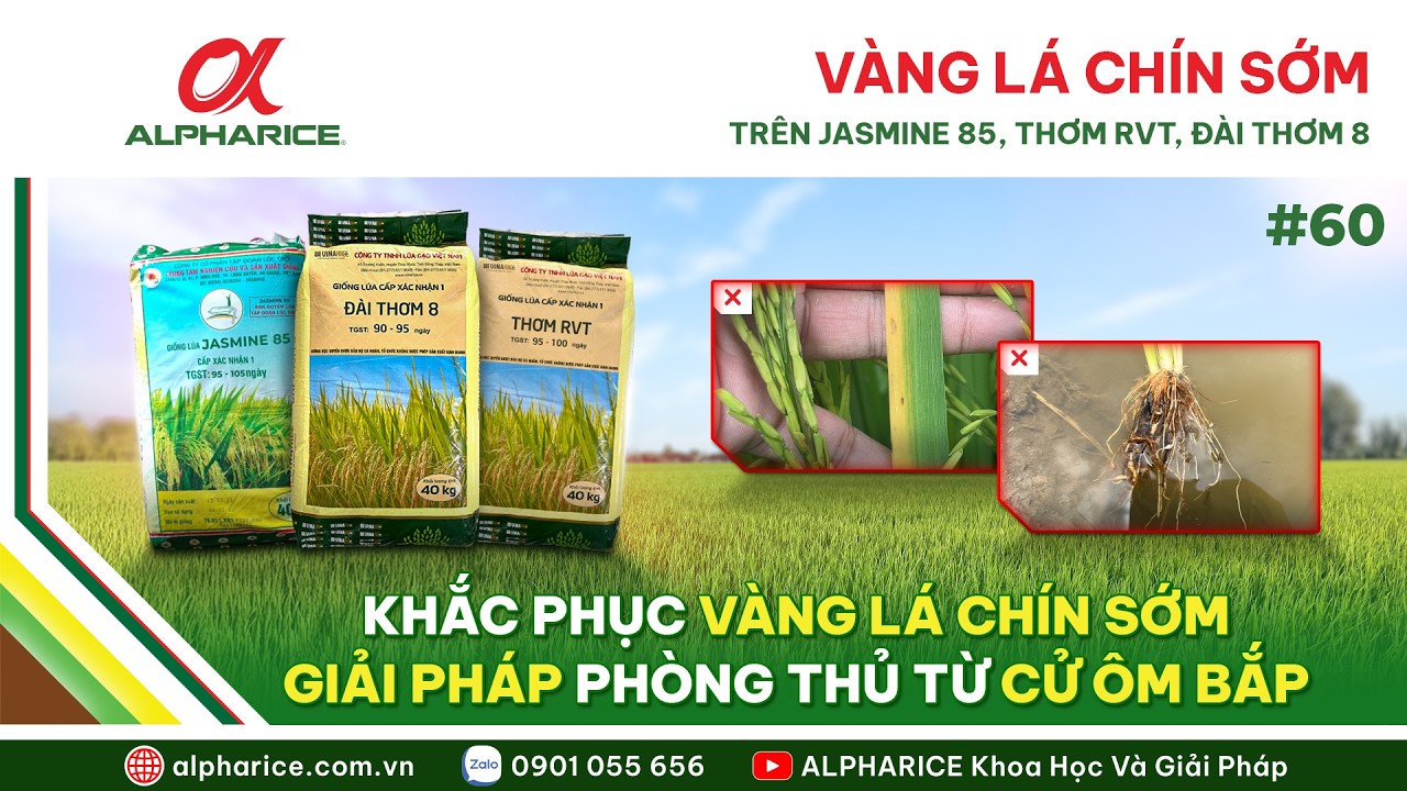 VÀNG LÁ CHÍN SỚM TRÊN GIỐNG JASMINE 85, RVT & ĐÀI THƠM 8. GIẢI PHÁP PHÒNG THỦ TỪ CỬ ÔM BẮP