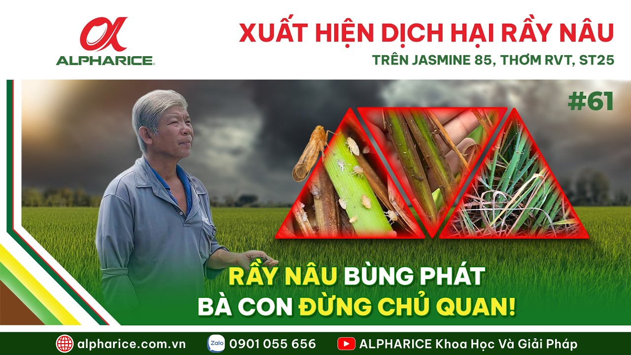 DỊCH HẠI RẦY NÂU XUẤT HIỆN TRÊN GIỐNG JASMINE 85, RVT VÀ ST25. NGUYÊN NHÂN VÀ GIẢI PHÁP KHẮC PHỤC