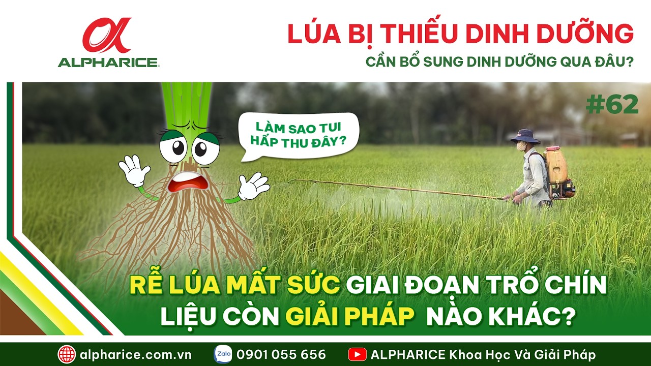 THIẾU DINH DƯỠNG GIAI ĐOẠN TRỔ CHÍN. CÂY LÚA CẦN ĐƯỢC BỔ SUNG DINH DƯỠNG QUA ĐÂU?