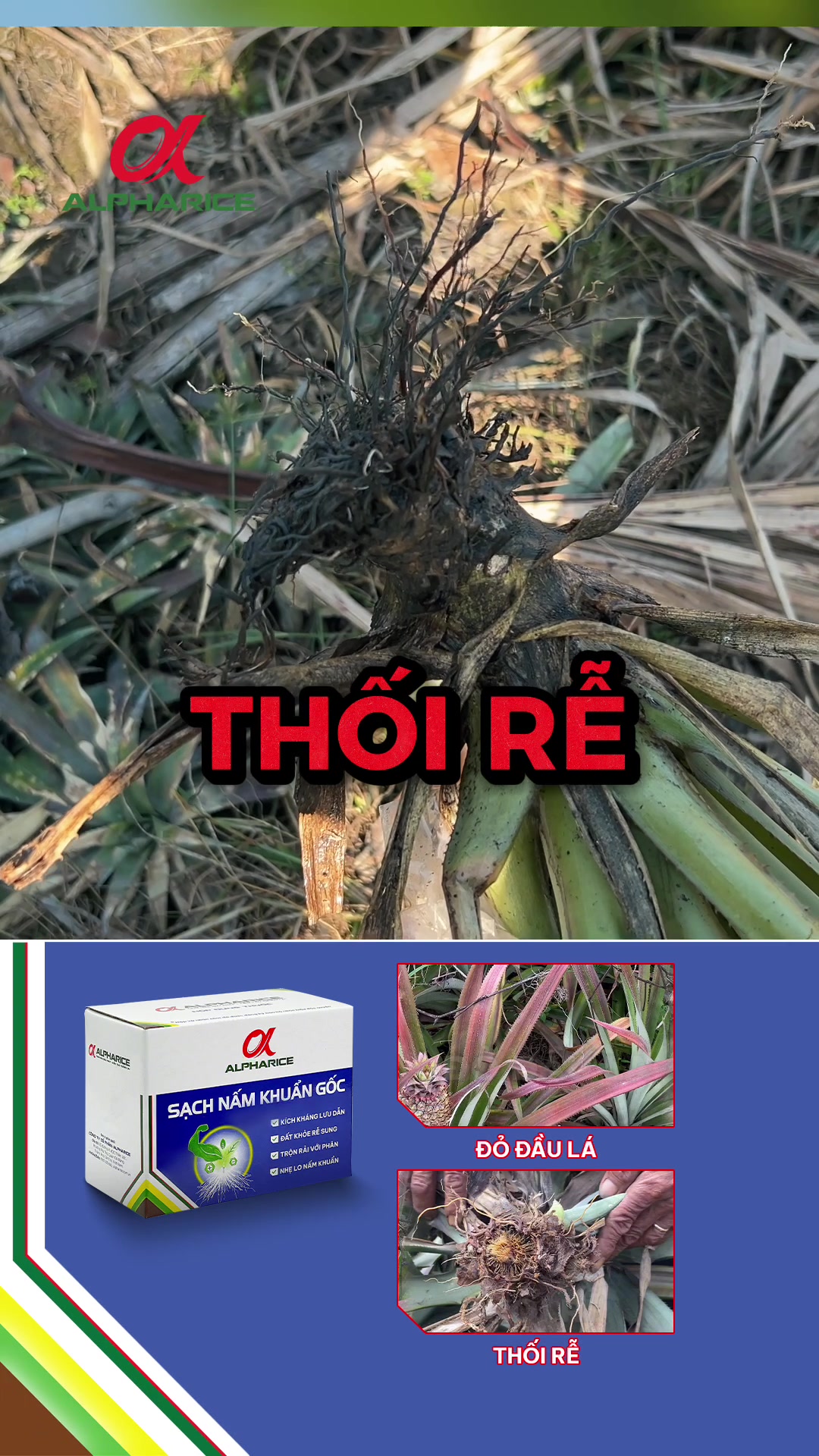 Khóm lá đỏ, thối rễ - Nỗi lo chung của bà con trồng khóm!