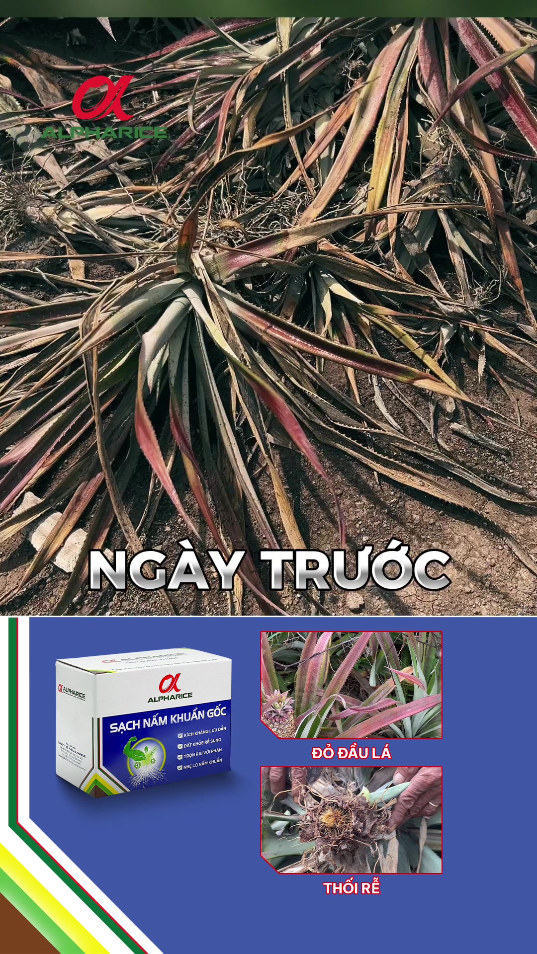 Khóm phục hồi từ gốc rễ - được bà con chia sẻ như thế nào?