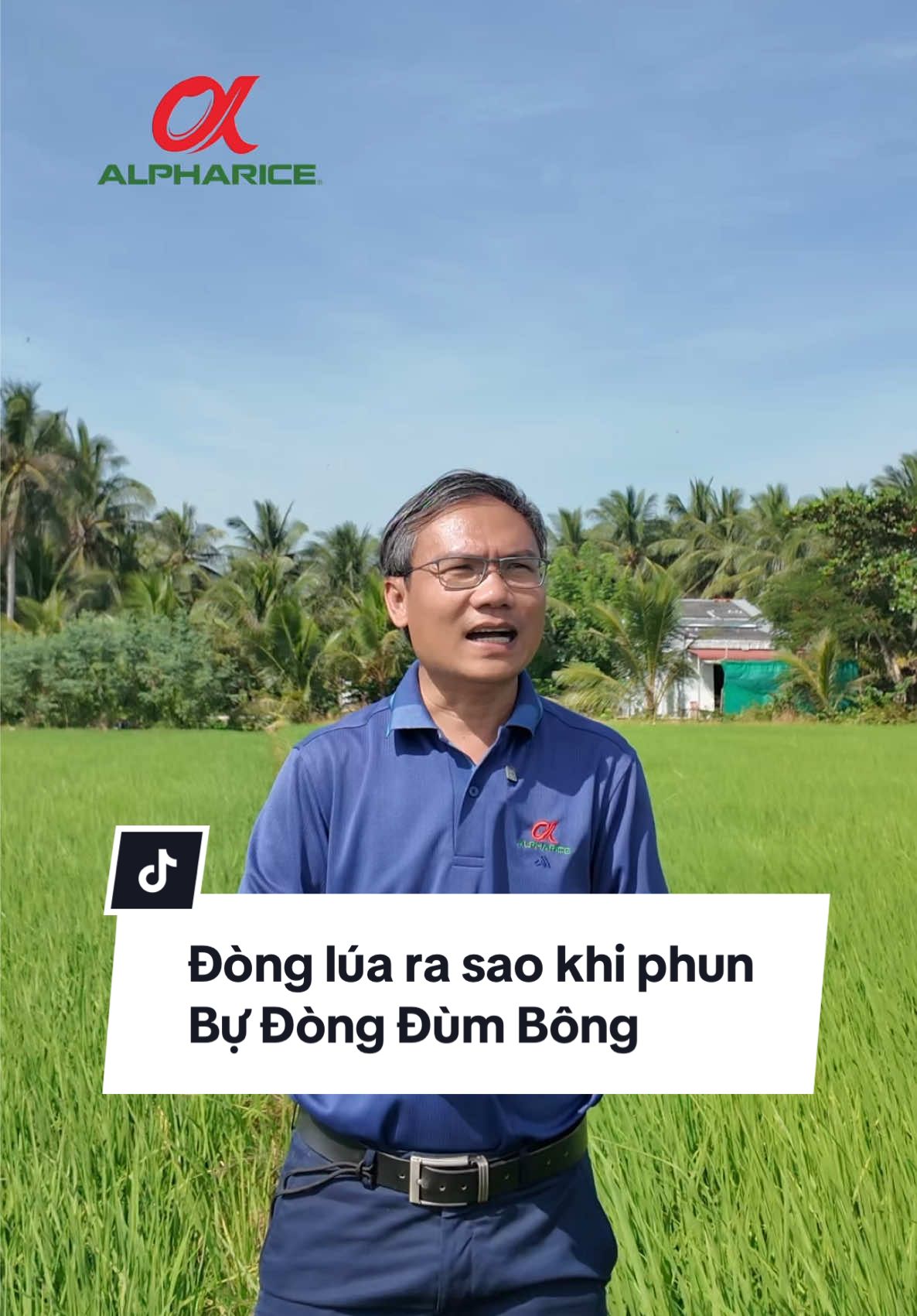 Đòng lúa sẽ ra sao khi phun Giải Pháp Bự Đòng Đùm Bông của ALPHARICE