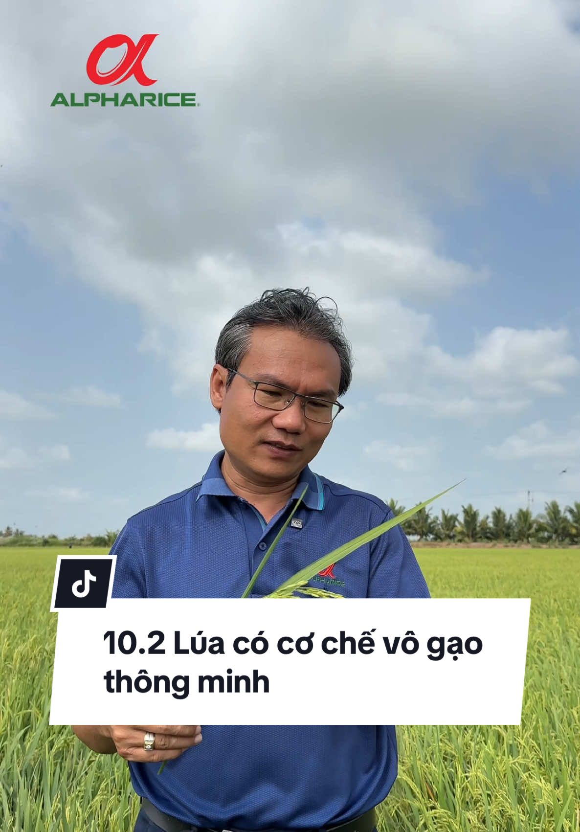 Lúa có cơ chế vô gạo rất thông minh đúng không Bà Con?