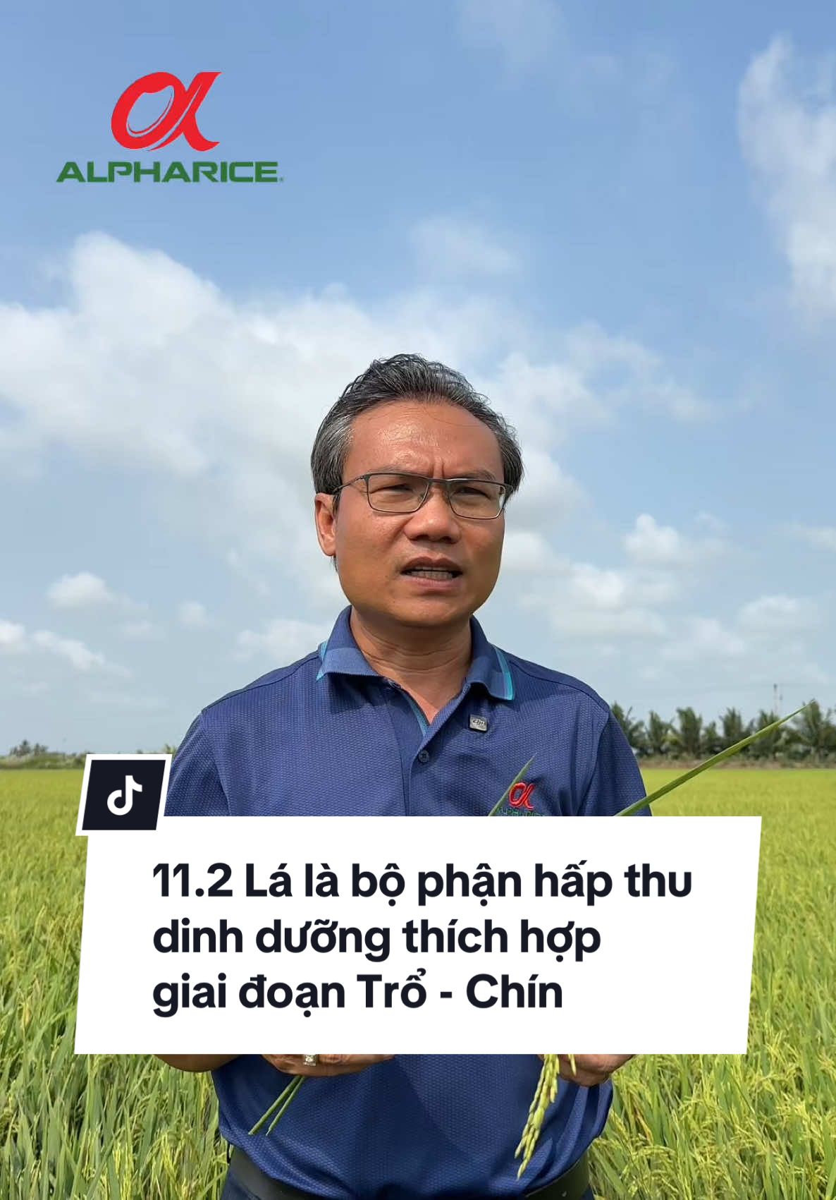 Lá là bộ phận hấp thu dinh dưỡng thích hợp giai đoạn Trổ - Chín đúng không Bà Con?