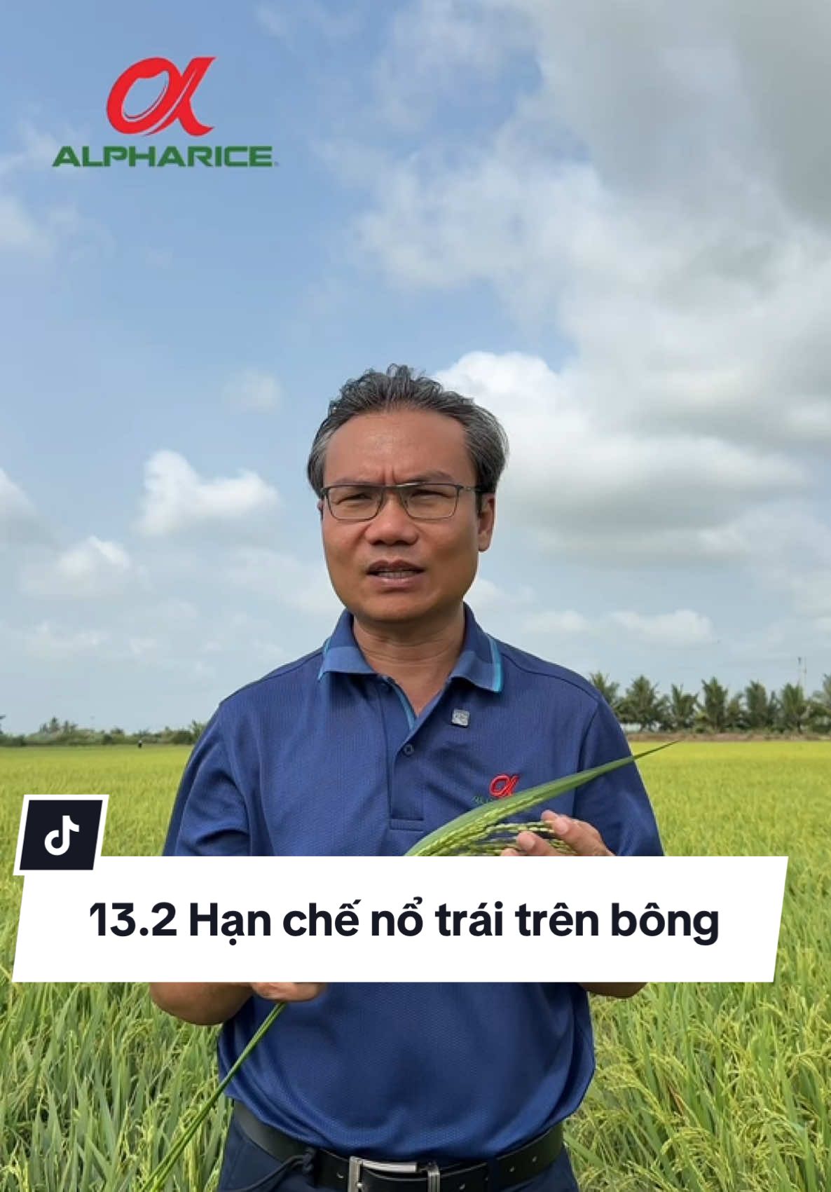 Hạn chế nổ trái trên bông