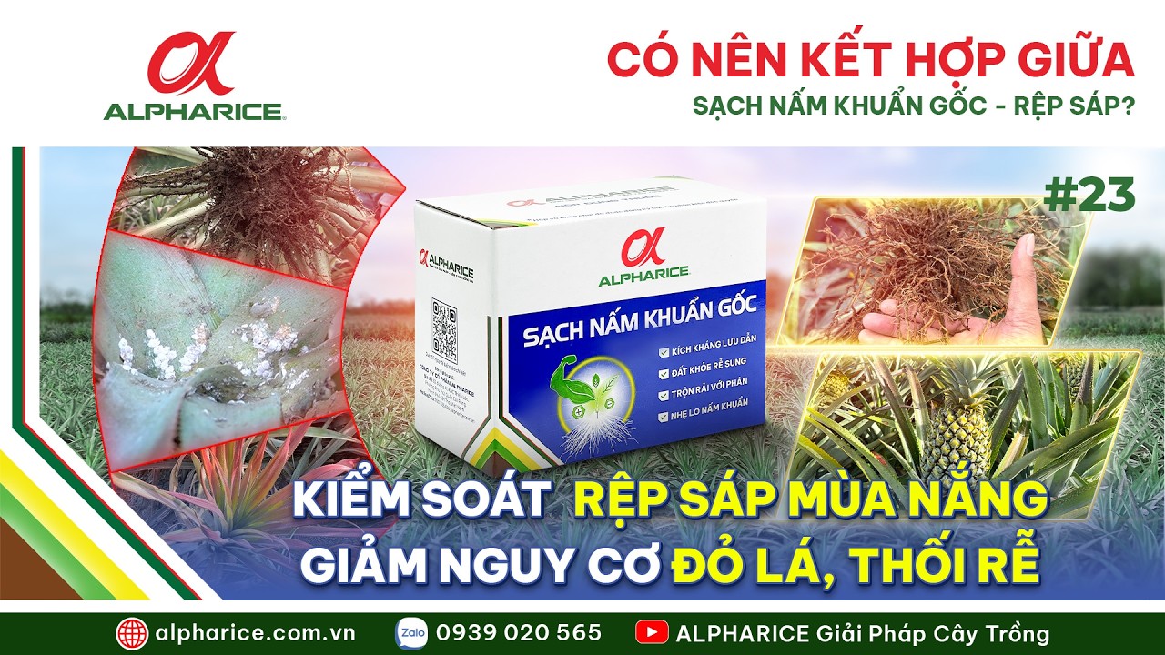 MÙA NẮNG NÓNG RỆP SÁP BÙNG PHÁT – VÌ SAO PHẢI DIỆT RỆP KẾT HỢP XỬ LÝ NẤM GỐC CHO KHÓM? I ALPHARICE