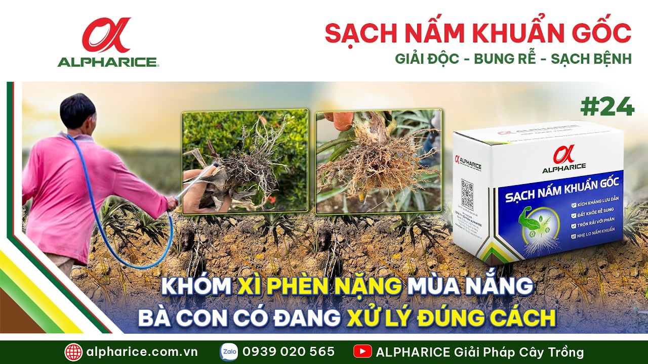 NHỮNG SAI LẦM KHI XỬ LÝ KHÓM BỊ XÌ PHÈN, NHIỀU VƯỜN HAY GẶP I ALPHARICE