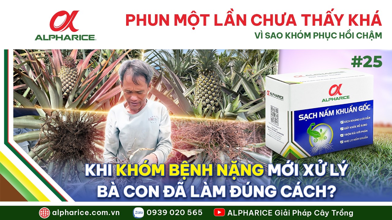 KHÓM MÙA NẮNG BỆNH NẶNG VÌ SAO PHUN CHƯA HIỆU QUẢ I ALPHARICE