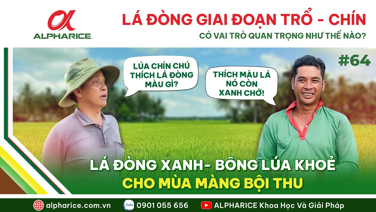 BỘ LÁ ĐÒNG XANH GIAI ĐOẠN TRỔ CHÍN CÓ TÁC DỤNG NHƯ THẾ NÀO ĐẾN NĂNG SUẤT LÚA? | ALPHARICE