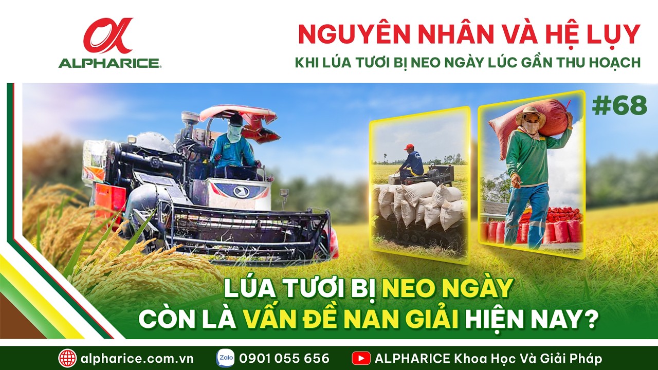 HIỆN TƯỢNG LÚA TƯƠI BỊ NEO NGÀY KHI THU HOẠCH NGUYÊN NHÂN VÀ HỆ LỤY | ALPHARICE