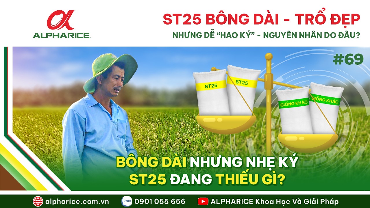 TẠI SAO ST25 THƯỜNG NHẸ KÝ HƠN SO VỚI CÁC GIỐNG KHÁC? | ALPHARICE