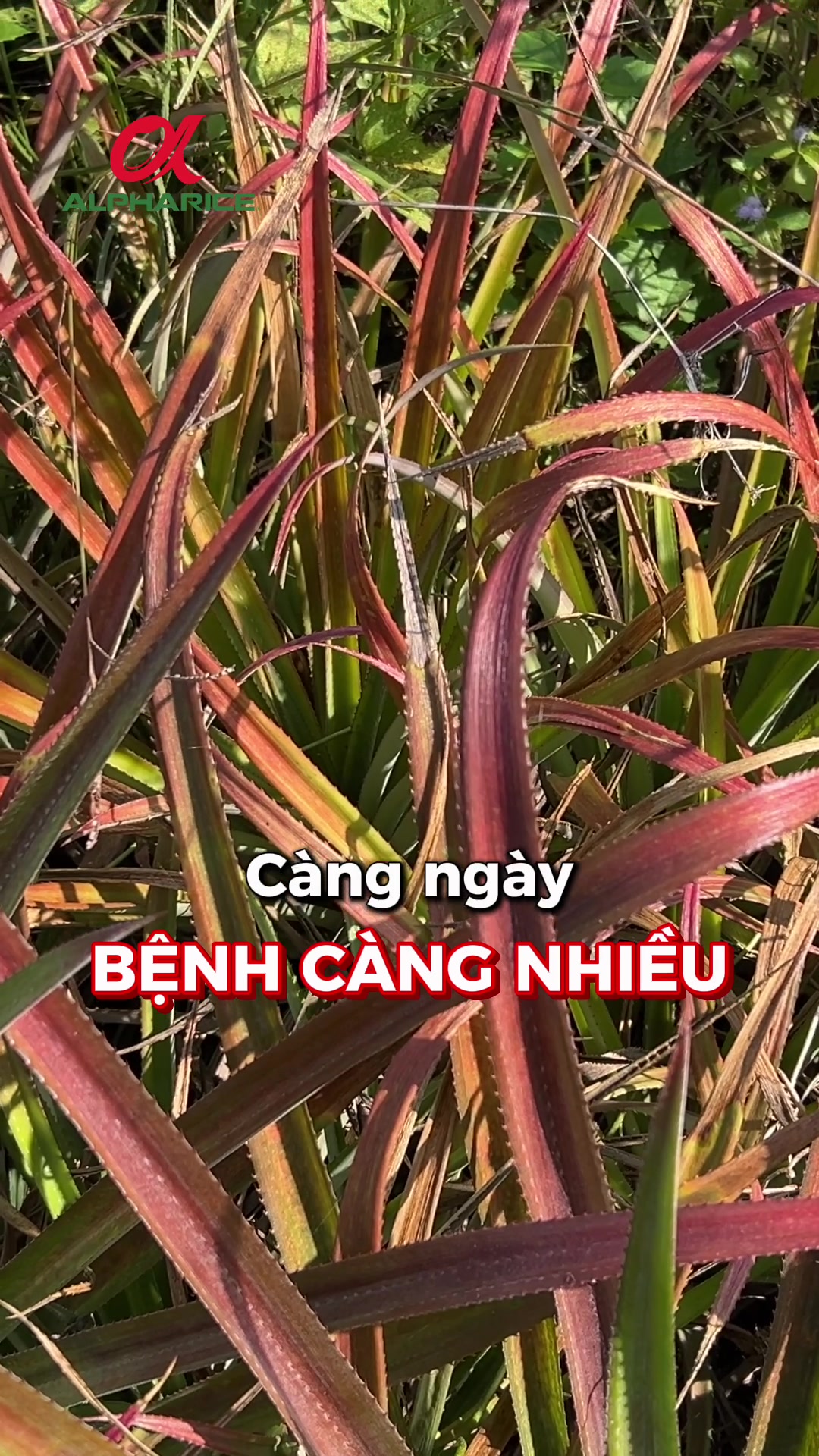 Nguyên nhân bệnh đỏ lá, thối rễ qua chia sẻ từ nông dân