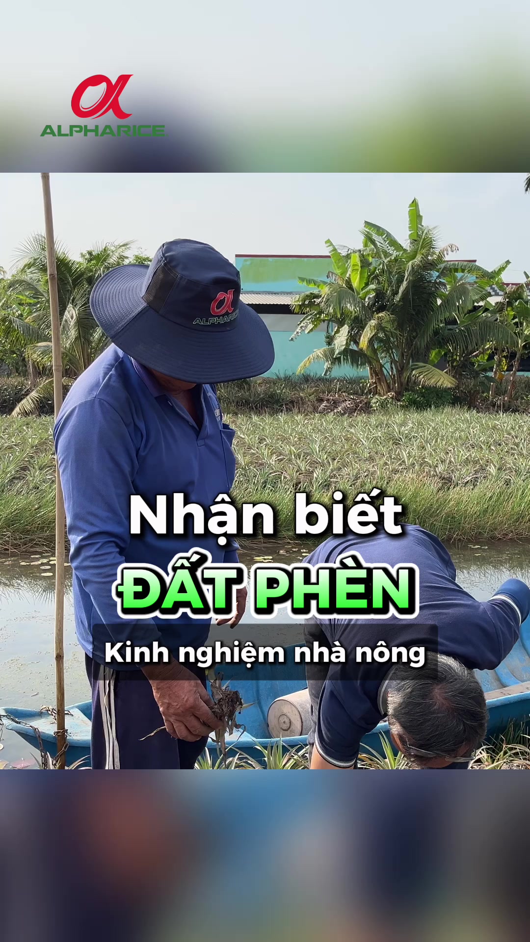 Nhận biết “đất phèn” qua kinh nghiệm của nhà nông