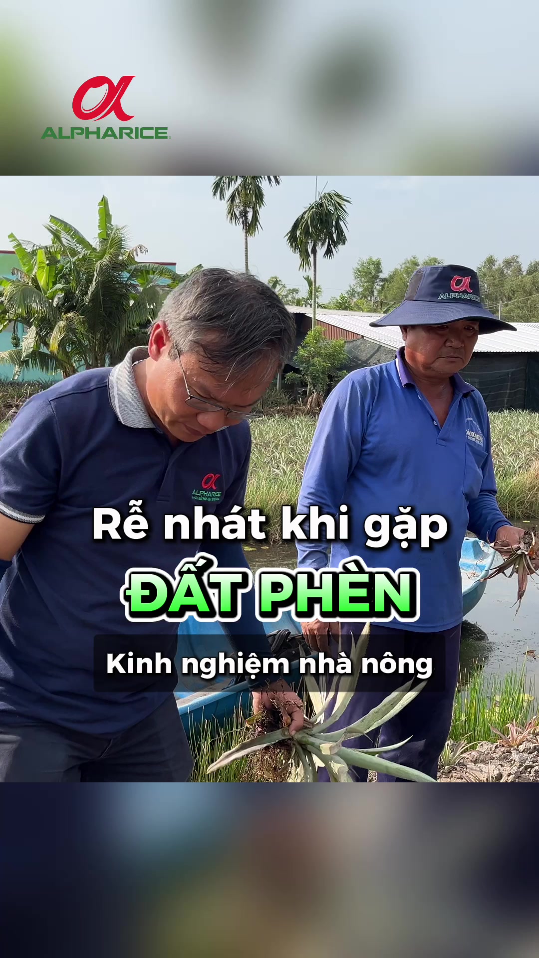 Rễ nhát khi gặp “đất phèn” chia sẻ từ bà con trồng khóm