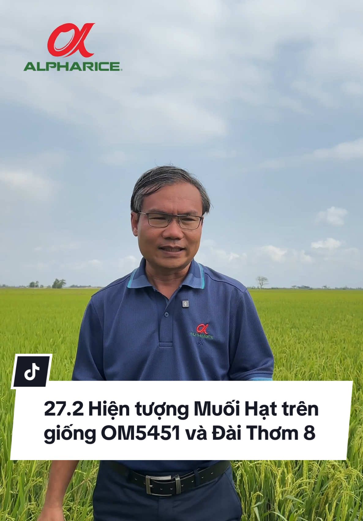 Hiện tượng Muối hạt giống OM5451 và Đài Thơm 8