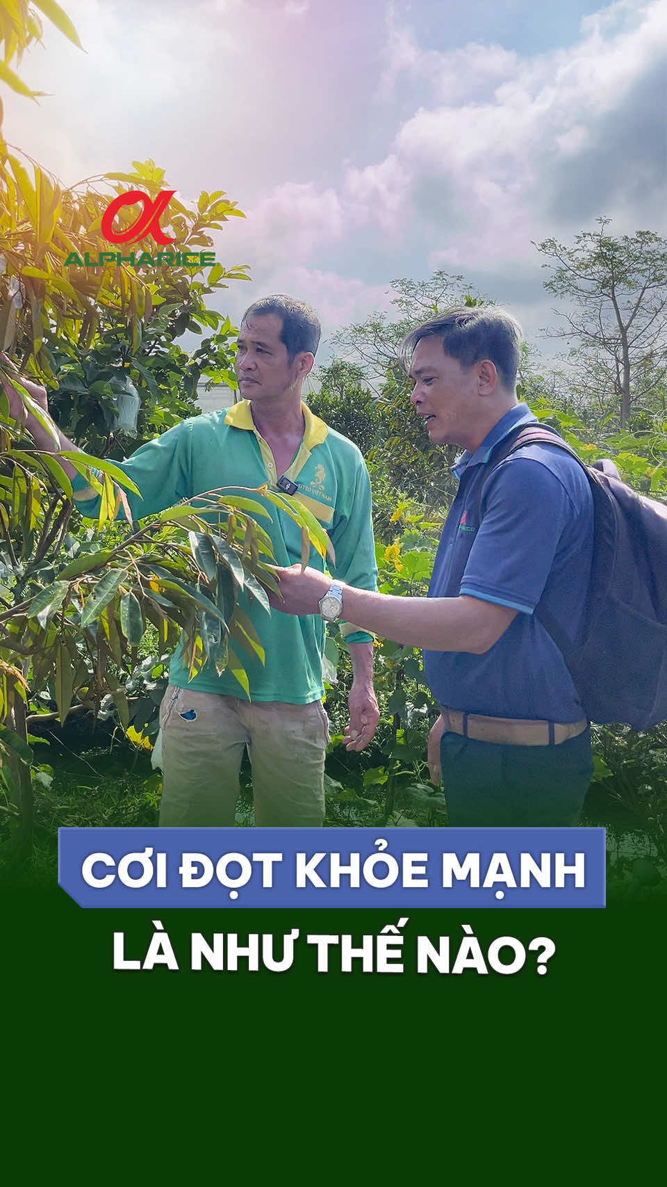 Cơi đọt khỏe mạnh là như thế nào?