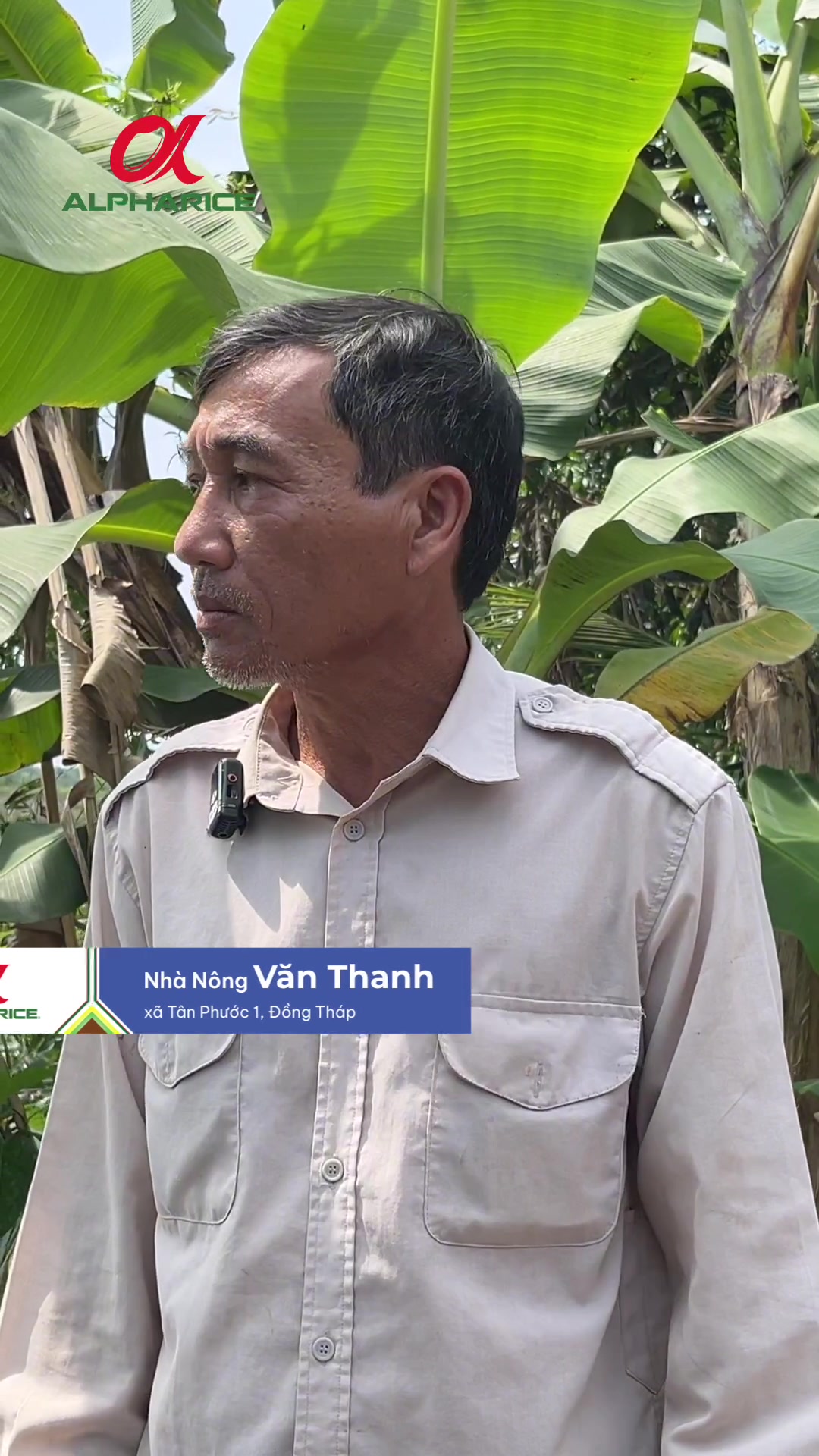 Nông dân chia sẻ về Bộ Giải Pháp Sạch Nấm Khuẩn Gốc phun khóm bệnh đỏ lá, thối rễ