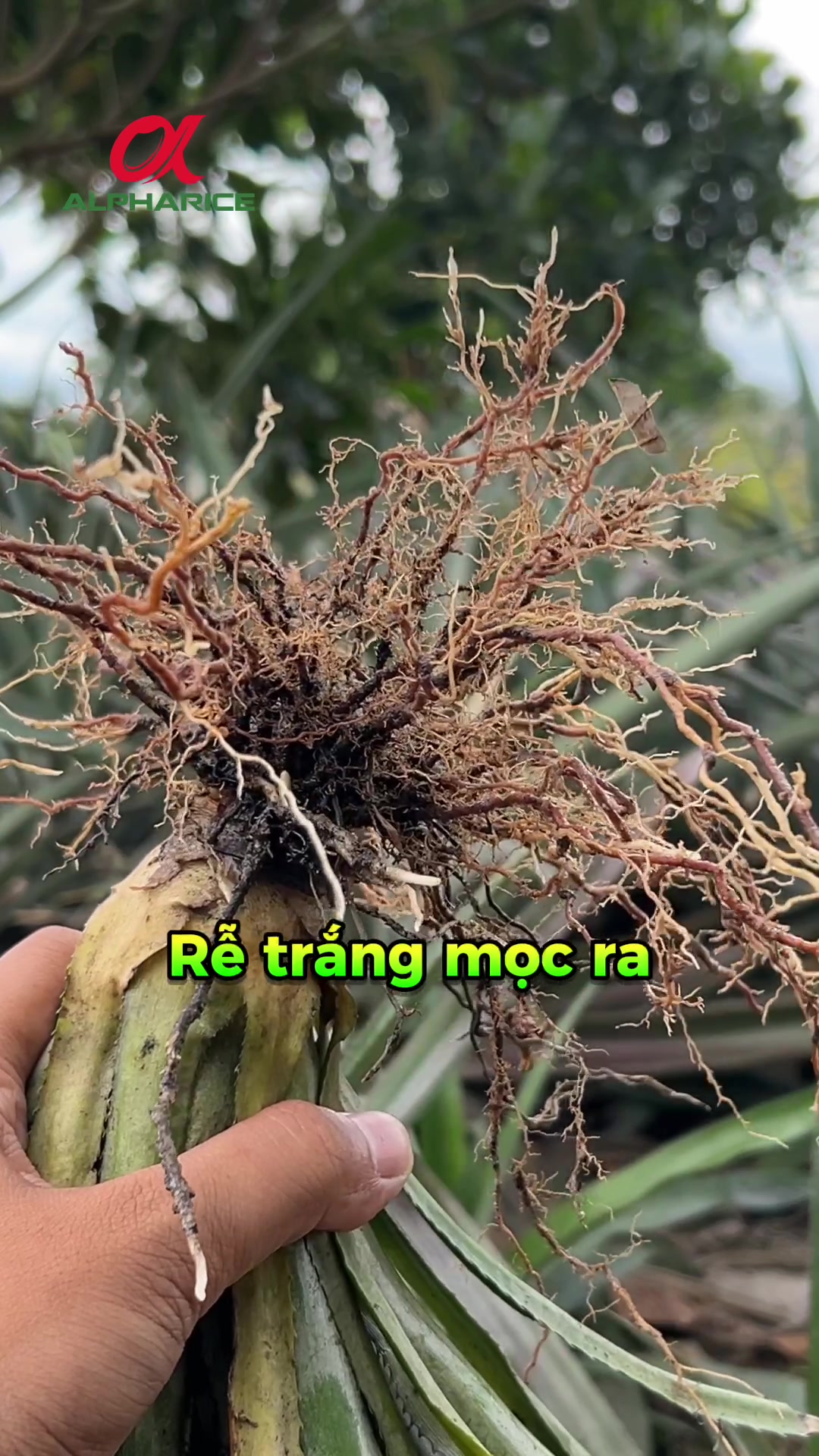 Cứu vườn khóm bệnh đỏ lá, thối rễ qua lời chia sẻ từ nông dân trồng khóm