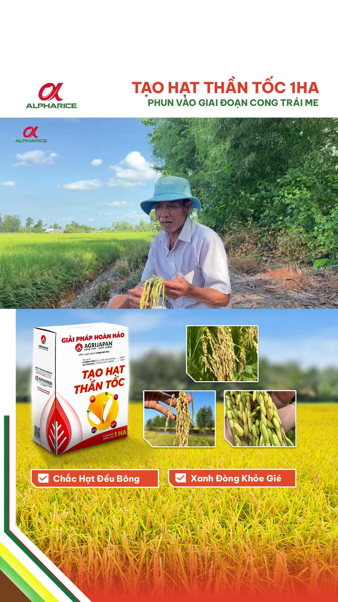 LÁ ĐÒNG XANH - VÔ GẠO NHANH TỚI CẬY