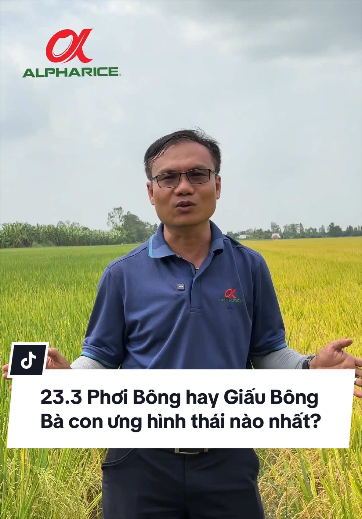 Phơi Bông hay Giấu Bông thì Lúa đạt năng suất đây Bà Con?