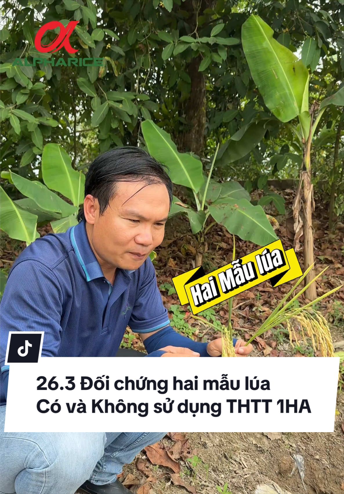 Đối số 2 mẫu lúa - giống nhau - cùng ngày sạ