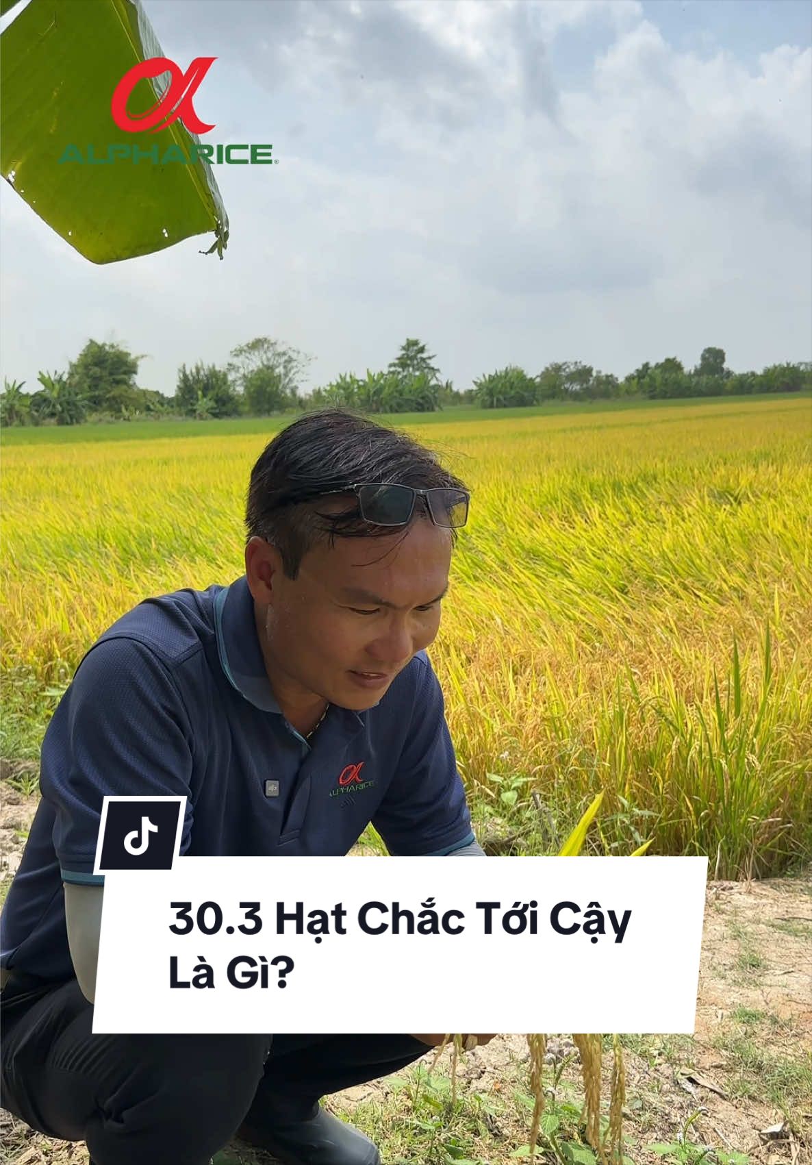 Hạt chắc tới cậy là gì?
