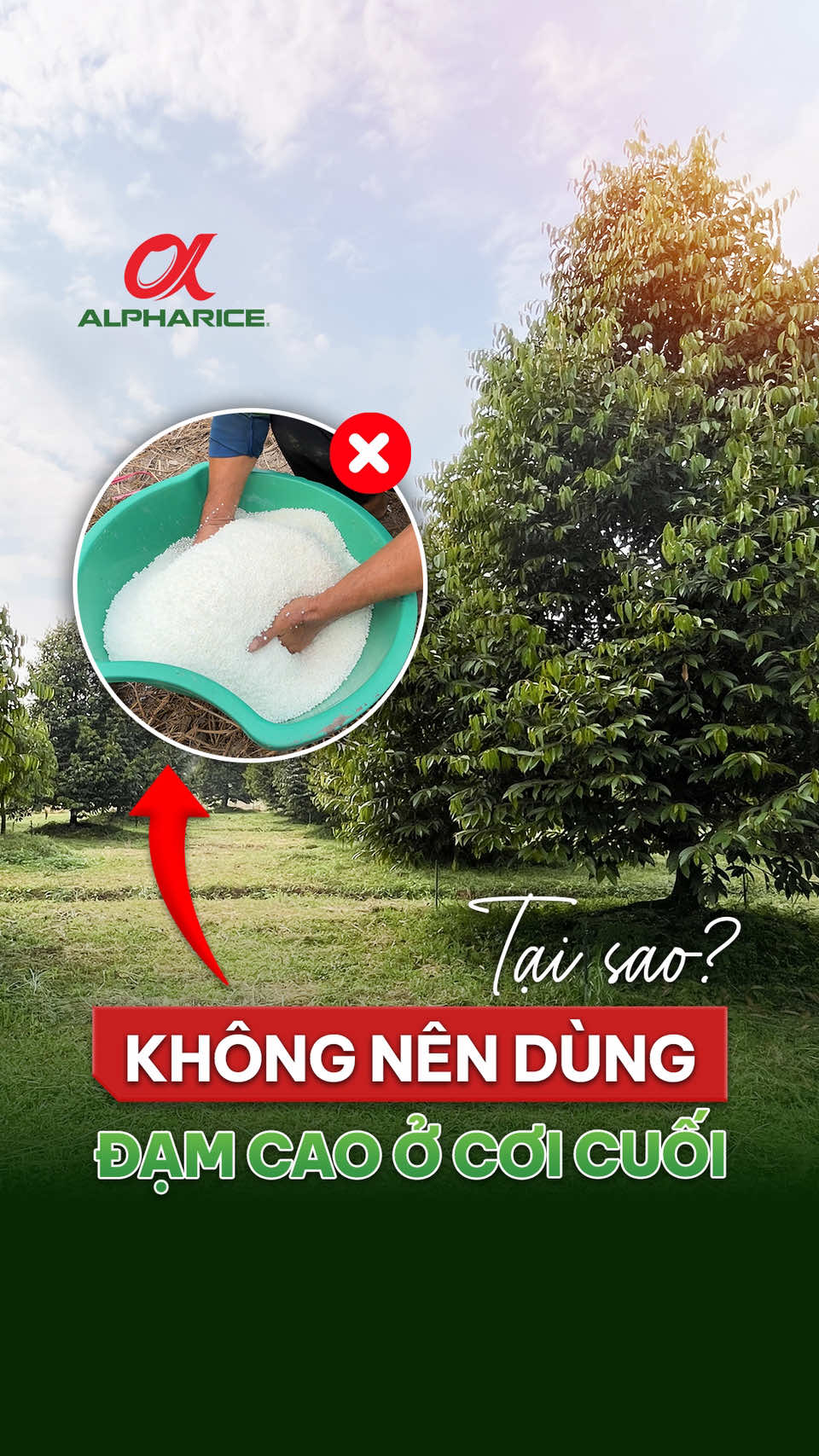Tại sao không nên dùng đạm cao ở cơi cuối?