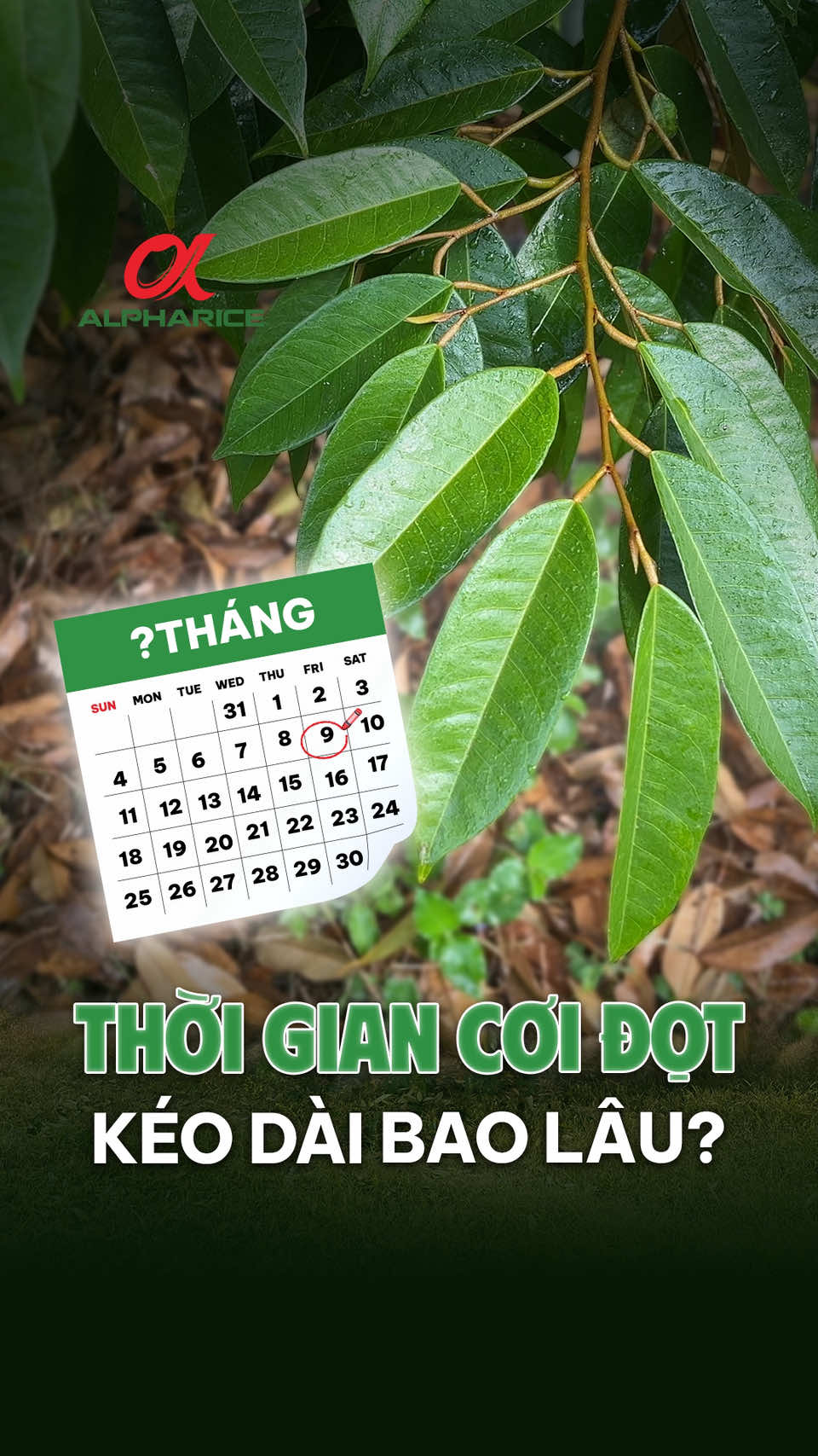 Thời gian cơi đọt kéo dài bao lâu?