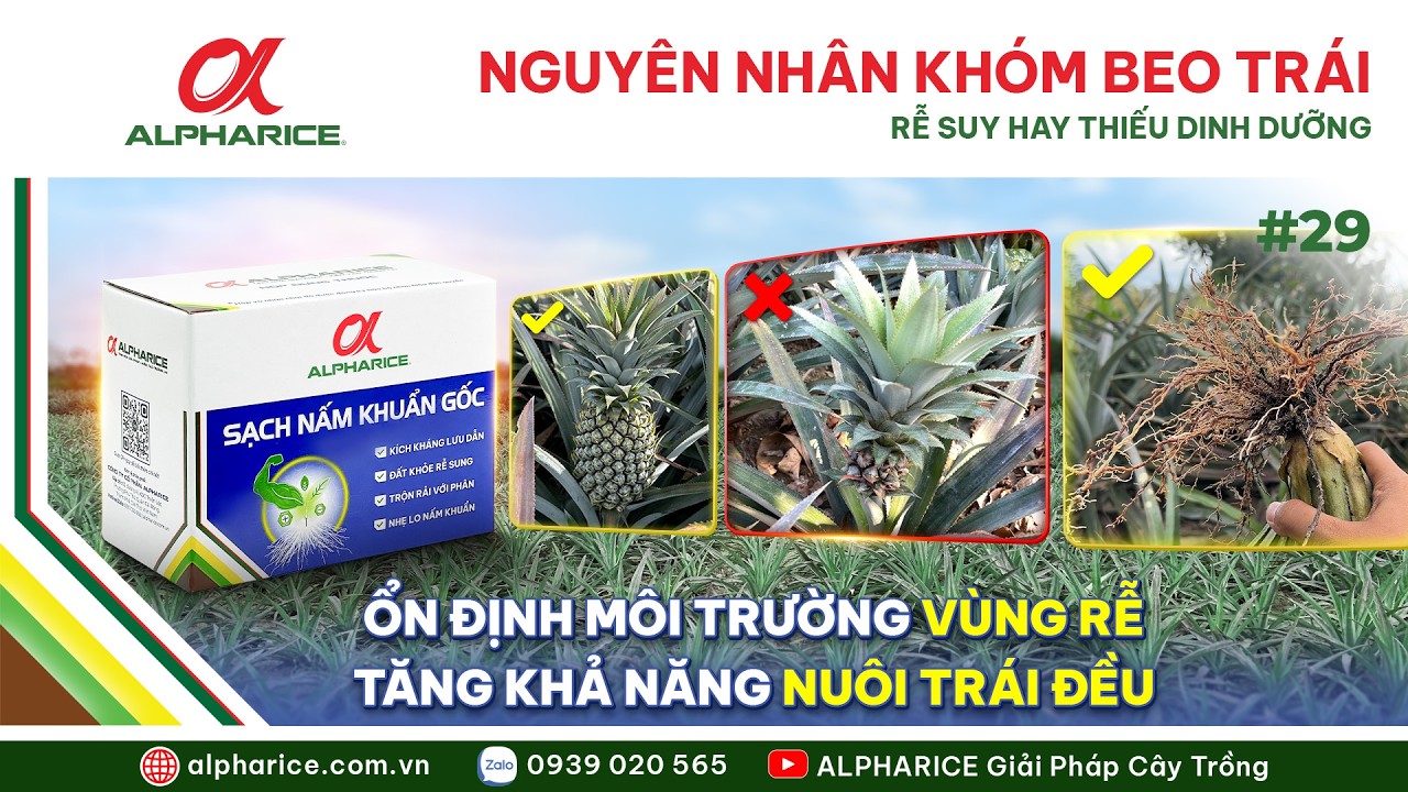 SẠCH NẤM KHUẨN GỐC CÓ GIÚP HẠN CHẾ KHÓM BEO TRÁI KHÔNG?
