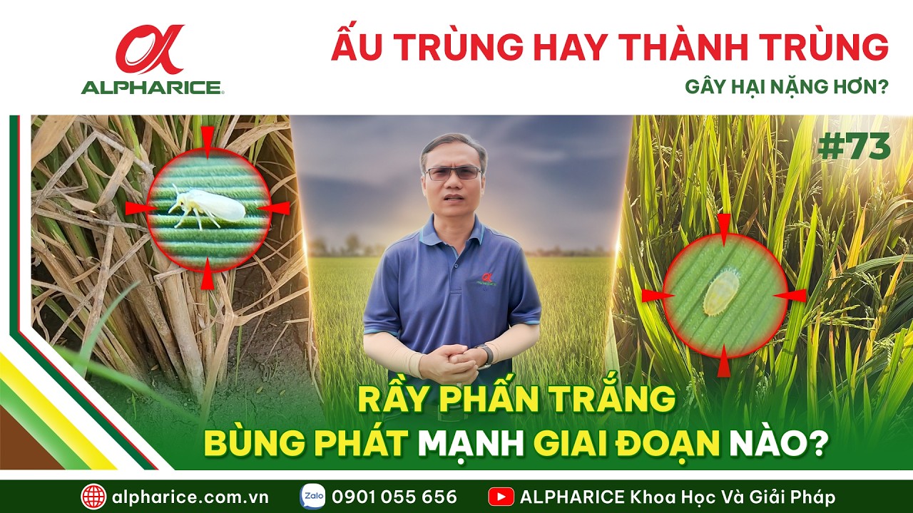 RẦY PHẤN TRẮNG: ẤU TRÙNG HAY THÀNH TRÙNG GÂY HẠI NẶNG HƠN? CHÚNG BÙNG PHÁT MẠNH Ở GIAI ĐOẠN NÀO?