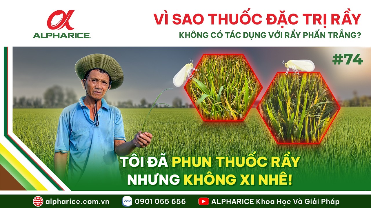 TẠO SAO MỘT SỐ LOẠI THUỐC ĐẶC TRỊ RẦY KHÔNG CÓ TÁC DỤNG ĐỐI VỚI RẦY PHẤN TRẮNG?
